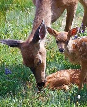Deer Park